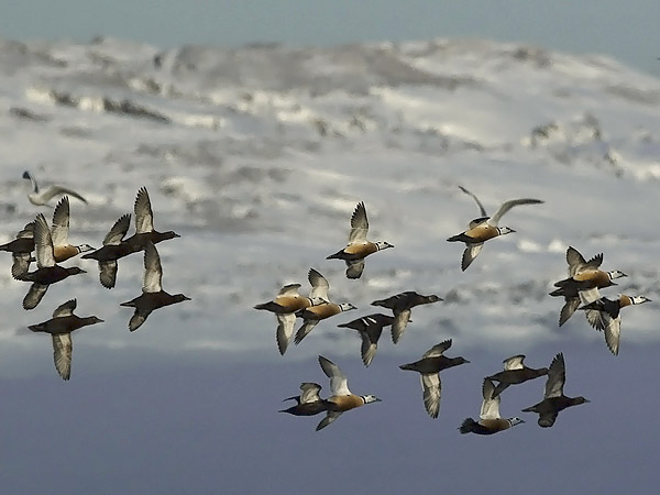Allihaahka, Steller's Eider, Polysticta stelleri